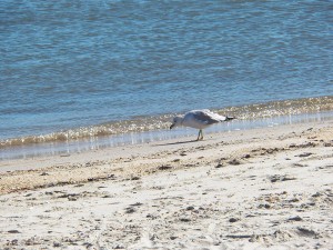 100_4230_small